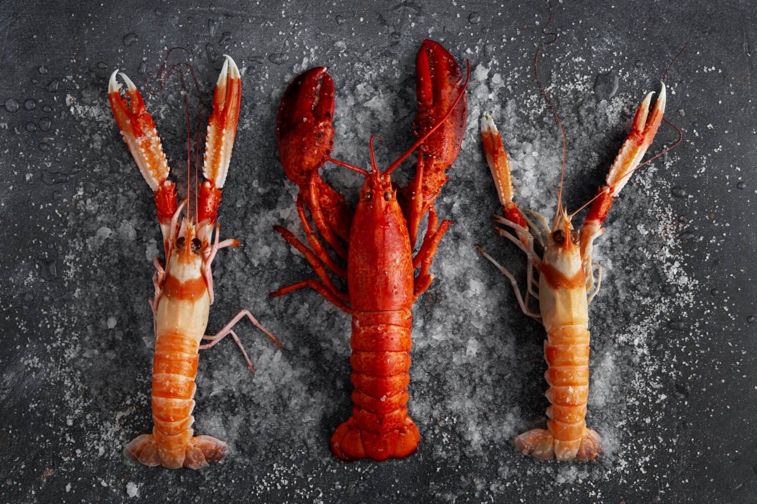 Premium Quality Assurance