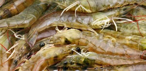 VANNAMEI (LITOPENAEUS VANNAMEI)