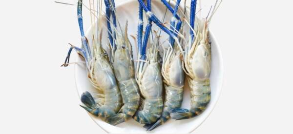 MACROBRACHIUM ROSENBERGII