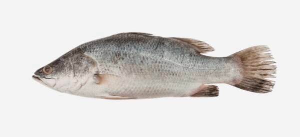 BARRAMUNDI