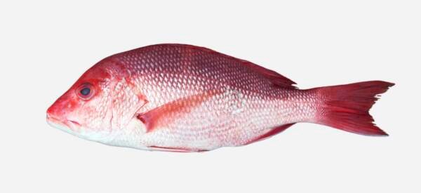 RED SNAPPER