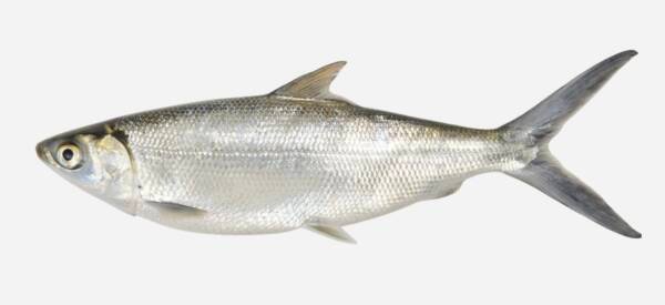 MILKFISH (CHANOS CHANOS)