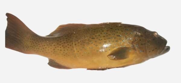 SUNU GROUPER