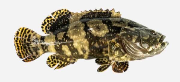 HYBRID GROUPER