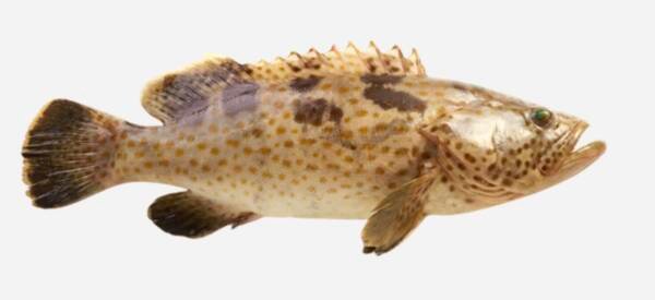 GREASY GROUPER