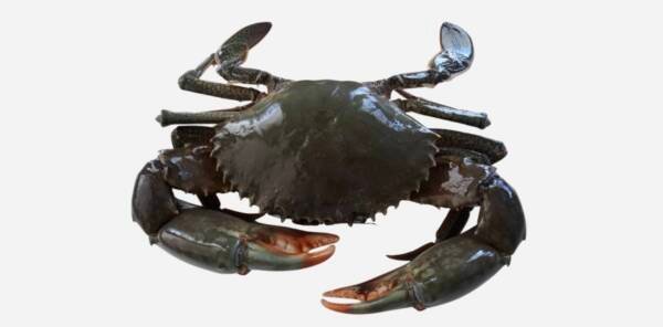 MUD CRAB (SCYLLA SPP.)