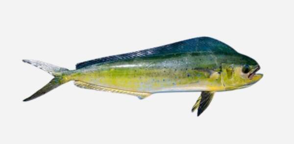 LEMADANG/ MAHI-MAHI